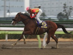 20190206 大井11R 金盃(S2) ユーロビート 27