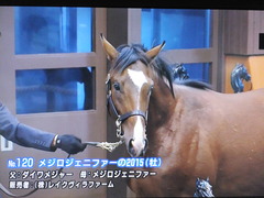 メジロジェニファー15-2