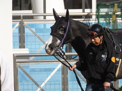 20150228 中山11R 総武S 4歳上1600万下 ベルゲンクライ 05