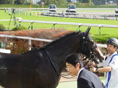 20151121 京都1R 2歳未勝利 アドマイヤムテキ 18