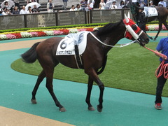 20140622 東京8R ショウナンアポロン 07