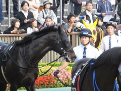 20161113 東京11R オーロカップ(OP) ショウナンアチーヴ 07