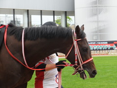 20170624 函館10R 湯川特別(500) ホウオウドリーム 05