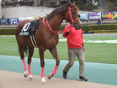 20190126 東京10R クロッカスS 3歳OP オトナノジジョウ 03