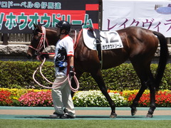 20170604 東京4R 3歳未勝利 ホウオウドリーム 06