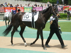 20190511 東京5R 3歳未勝利 ホウオウヒミコ 09