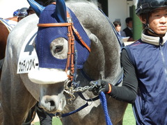 20180304 中山5R 3歳牝馬未勝利 プラチナベール 08