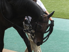 20160423 東京4R 3歳未勝利 ラルゴランド 05