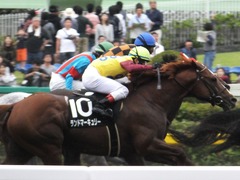 20161009 東京10R テレビ静岡賞(1600) ランドマーキュリー 15