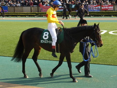 20150221 東京11R ダイヤモンドS(G3) ラブイズブーシェ 11