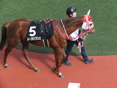 20170225 阪神9R 丹波特別(500) レーヌドブリエ 12