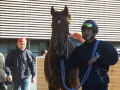 20181228 中山4R 2歳未勝利 ヤップヤップヤップ 20