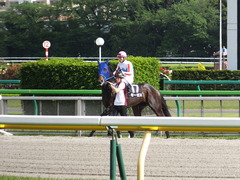 20160507 東京11R プリンシパルS モーゼス 13