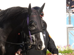 20150228 中山11R 総武S 4歳上1600万下 ベルゲンクライ 06