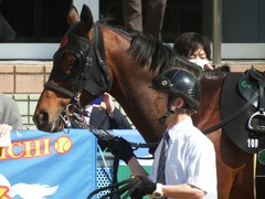 20190324 中山10R 美浦S(1600) オウケンブラック 04
