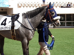 20180304 中山5R 3歳牝馬未勝利 プラチナベール 09