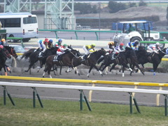20150222 東京11R 金蹄S ショウナンアポロン 11