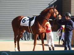 20181228 中山2R 2歳牝馬未勝利 パーフェクトワン 17