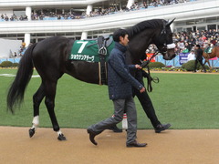 20150307 中山11R オーシャンS(G3) ショウナンアチーヴ 03