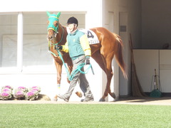 20140118 中山競馬場 ポッドコンジュ 03