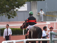 20170924 阪神11R 神戸新聞杯(G2) 3歳OP ホウオウドリーム 31
