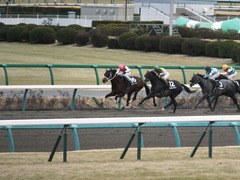 20150124 中山11R アレキサンドライトS ショウナンアポロン15