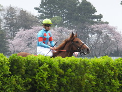 20170408 中山11R NZT(G2) クライムメジャー 23