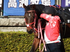 20180128 東京10R 早春S(1600) ホウオウドリーム 10