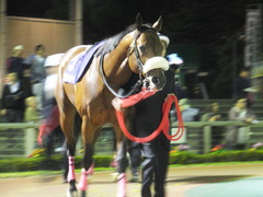 20151104 大井11R マイルグランプリ(S2) グランディオーソ 03