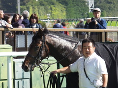 20161105 東京4R 2歳未勝利 アドマイヤシナイ 21