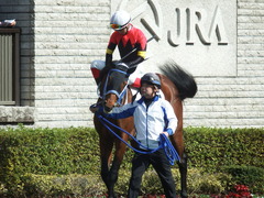 20190209 東京3R 3歳未勝利 シホノフォルテ 17