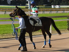 20141116 東京1R ラッシュアタック 12