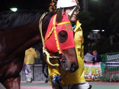 20181205 大井12R サジタリウス賞 B2 マイネルグルマン 08