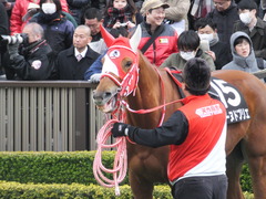 20170211 東京9R テレビ山梨杯(牝1000) レーヌドブリエ 16
