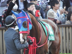 20181117 東京11R 東スポ杯2歳S(G3) アドマイヤスコール 12