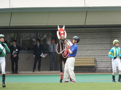 20140503 東京7R ショウナンアポロン 08