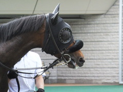 20140629 東京10R ゴールウェイ 03