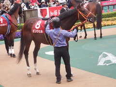 20190427 東京11R 青葉賞(G2) ピンシェル 15