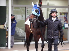 20180108 中山12R (4上500) アドマイヤシナイ 02