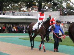 20131109 東京 ショウナンアポロン 07