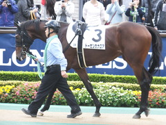 20141130 東京3R 2歳未勝利 トーセンカナロア 02