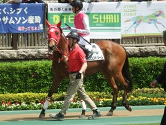 20190512 東京1R 3歳未勝利 ハクシンドリーム 07