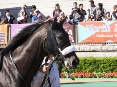 ショウナンアチーヴ3