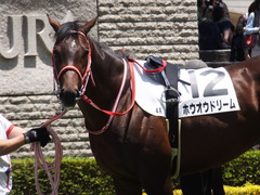 20170604 東京4R 3歳未勝利 ホウオウドリーム 13