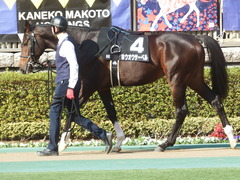 20190216 東京9R フリージア賞 3歳500万下 ホウオウサーベル 07