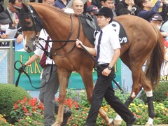 20180930 中山9R サフラン賞 2歳牝馬500万下 ポリアンサ 12