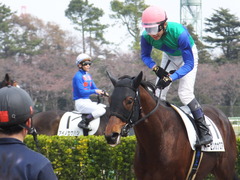 20170402 中山8R 4歳上500万下 トーセンカナロア 23