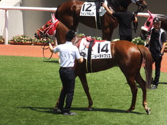 20160618 阪神8R 3歳上牝馬500万下 レーヌドブリエ 19