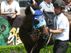20180602 東京9R 国分寺特別 3歳上500万下 アドマイヤシナイ 10