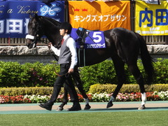 20140511 東京11R NHKマイルカップ(G1)ショウナンアチーヴ03